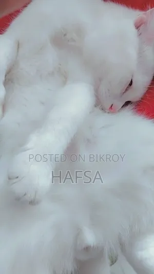 6-12 Months Male Mixed Breed Persian