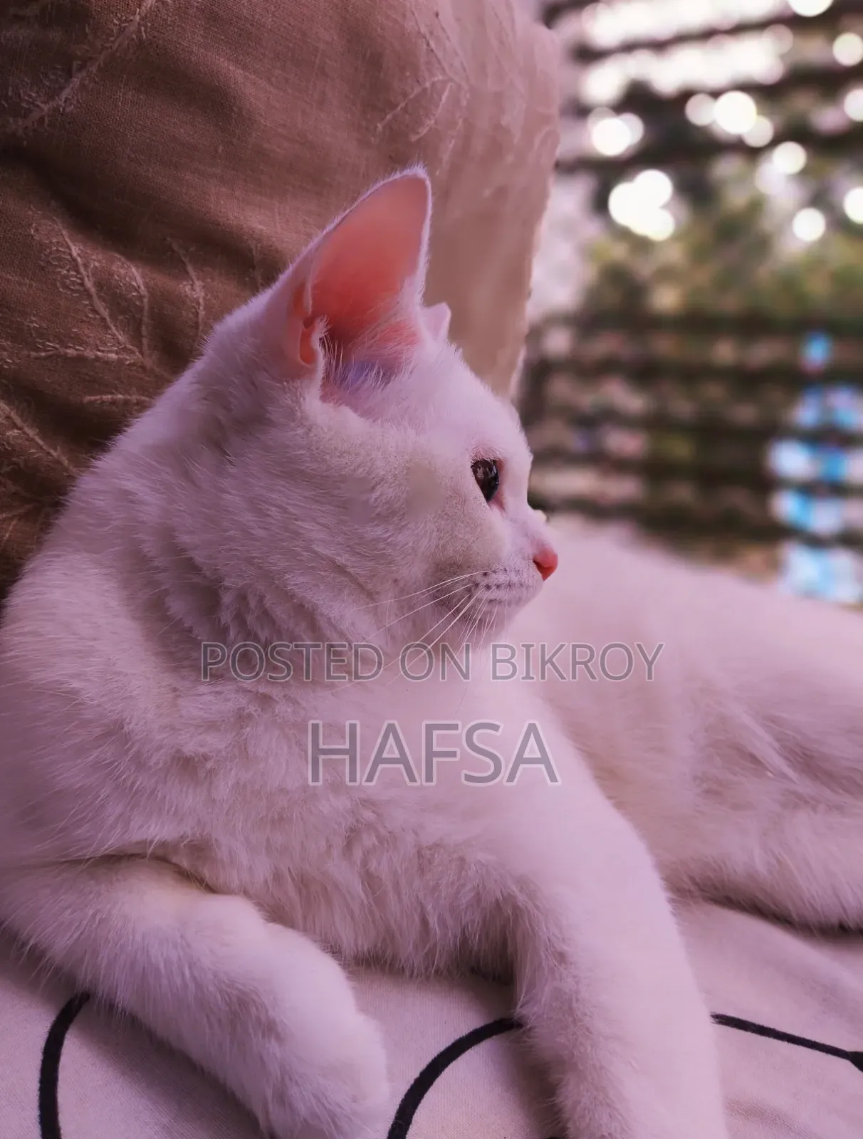 6-12 Months Male Mixed Breed Persian