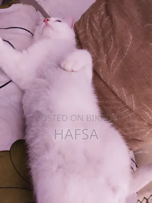 6-12 Months Male Mixed Breed Persian