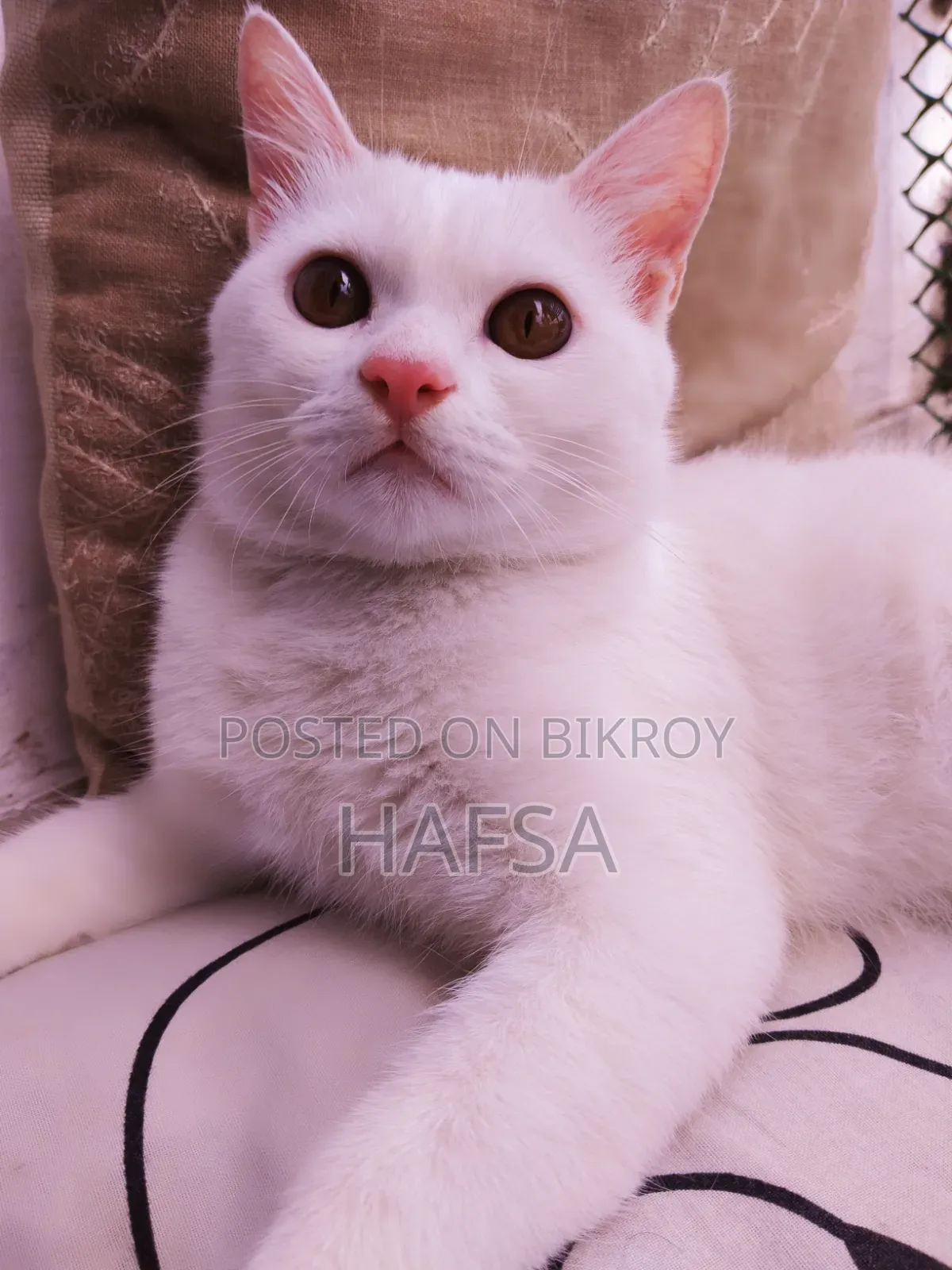 6-12 Months Male Mixed Breed Persian