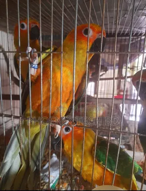 Sun Conure (With DNA)