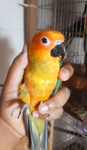 Sun Conure (With DNA)