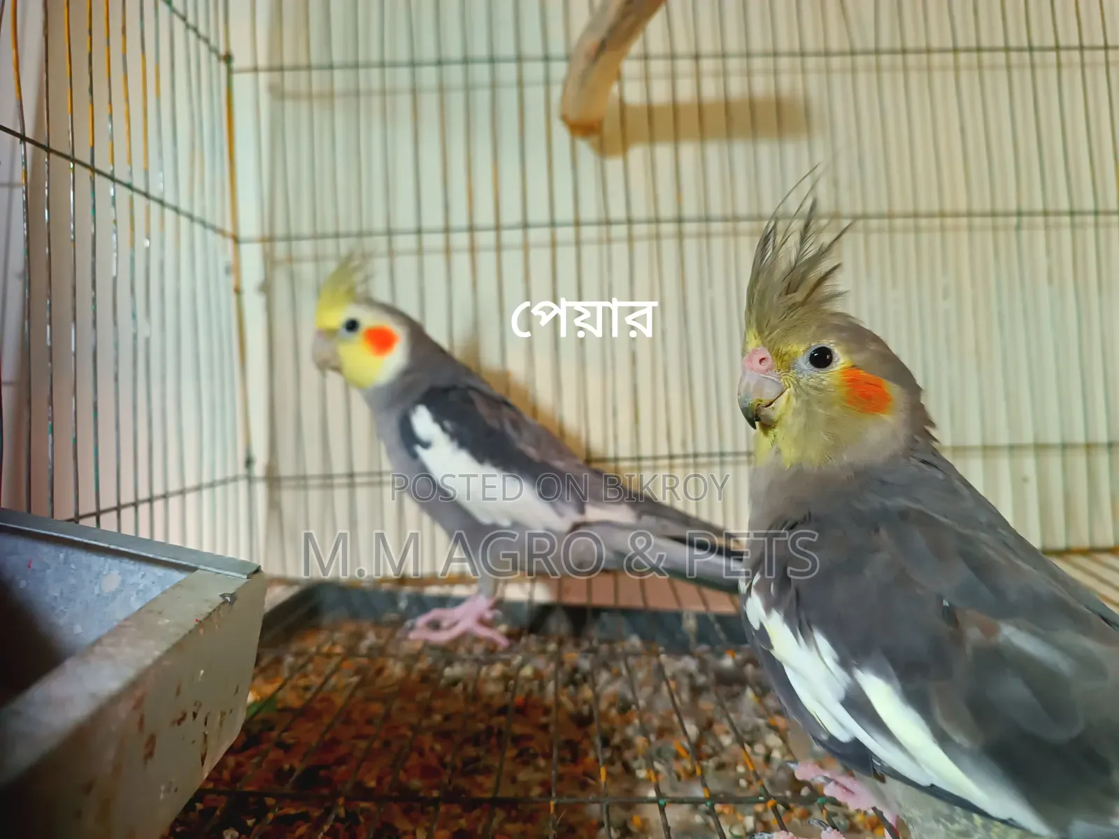 Cockatiel Sale
