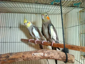 Cockatiel Sale
