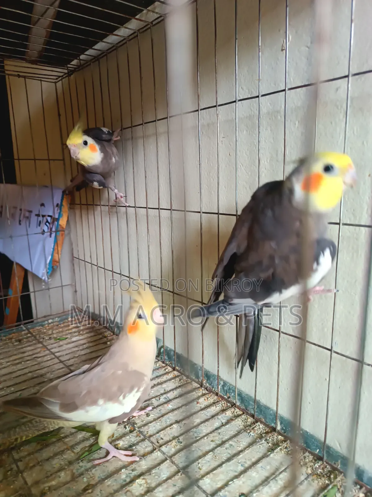 Cockatiel Sale