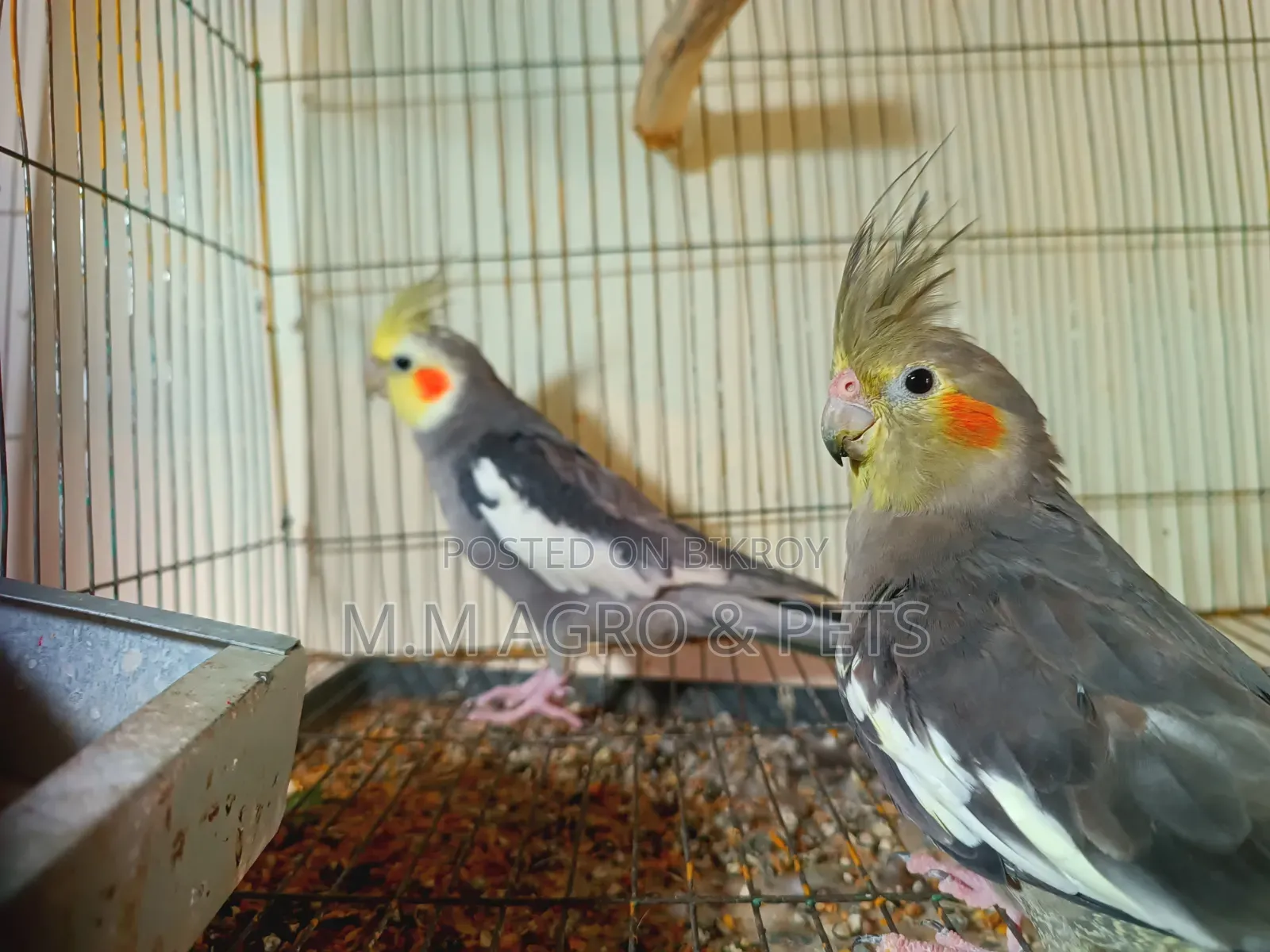 Cockatiel Sale