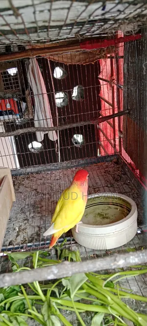 Love Bird Master Pair
