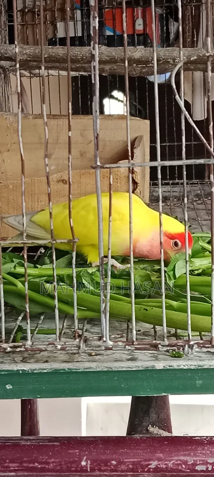 Love Bird Master Pair