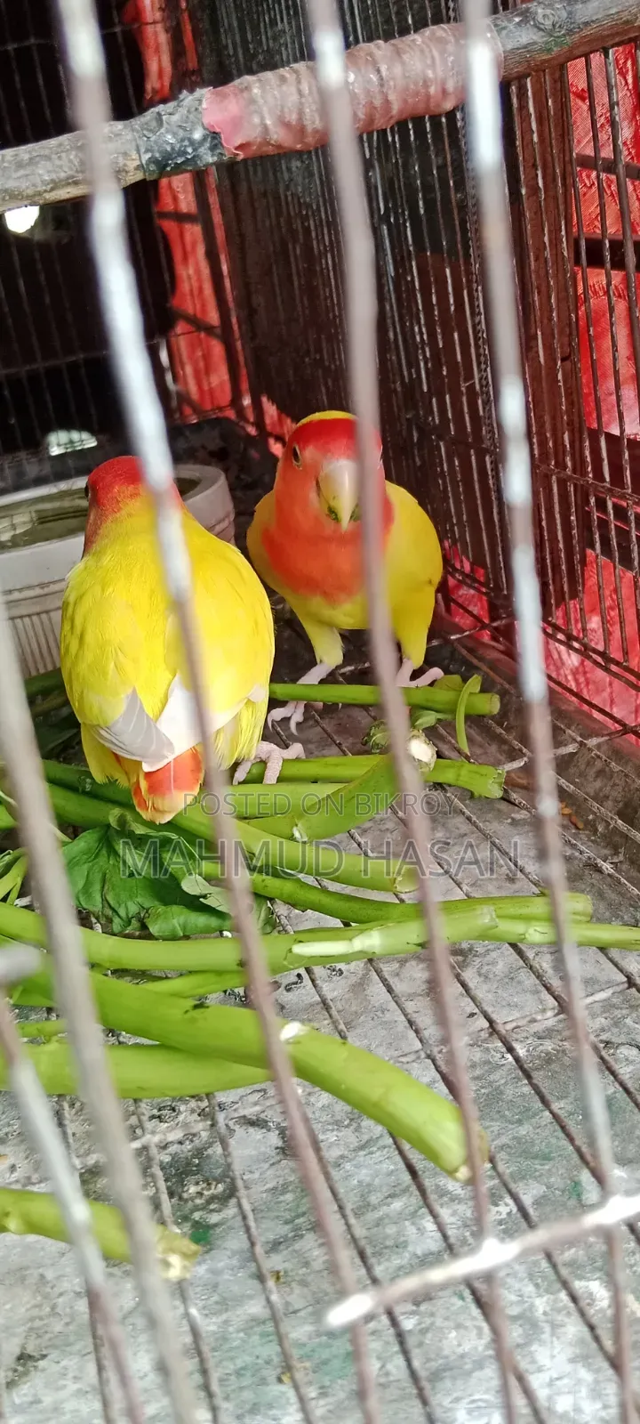 Love Bird Master Pair