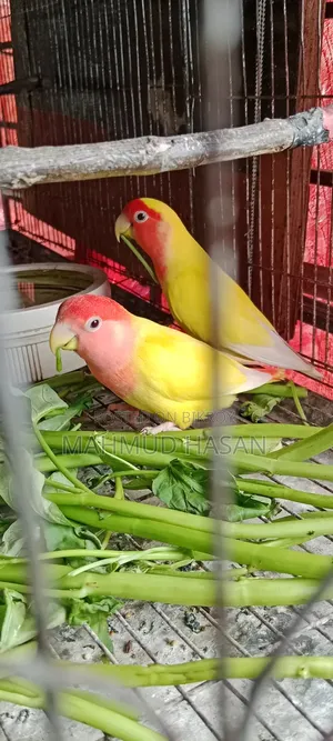 Love Bird Master Pair
