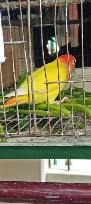 Love Bird Master Pair