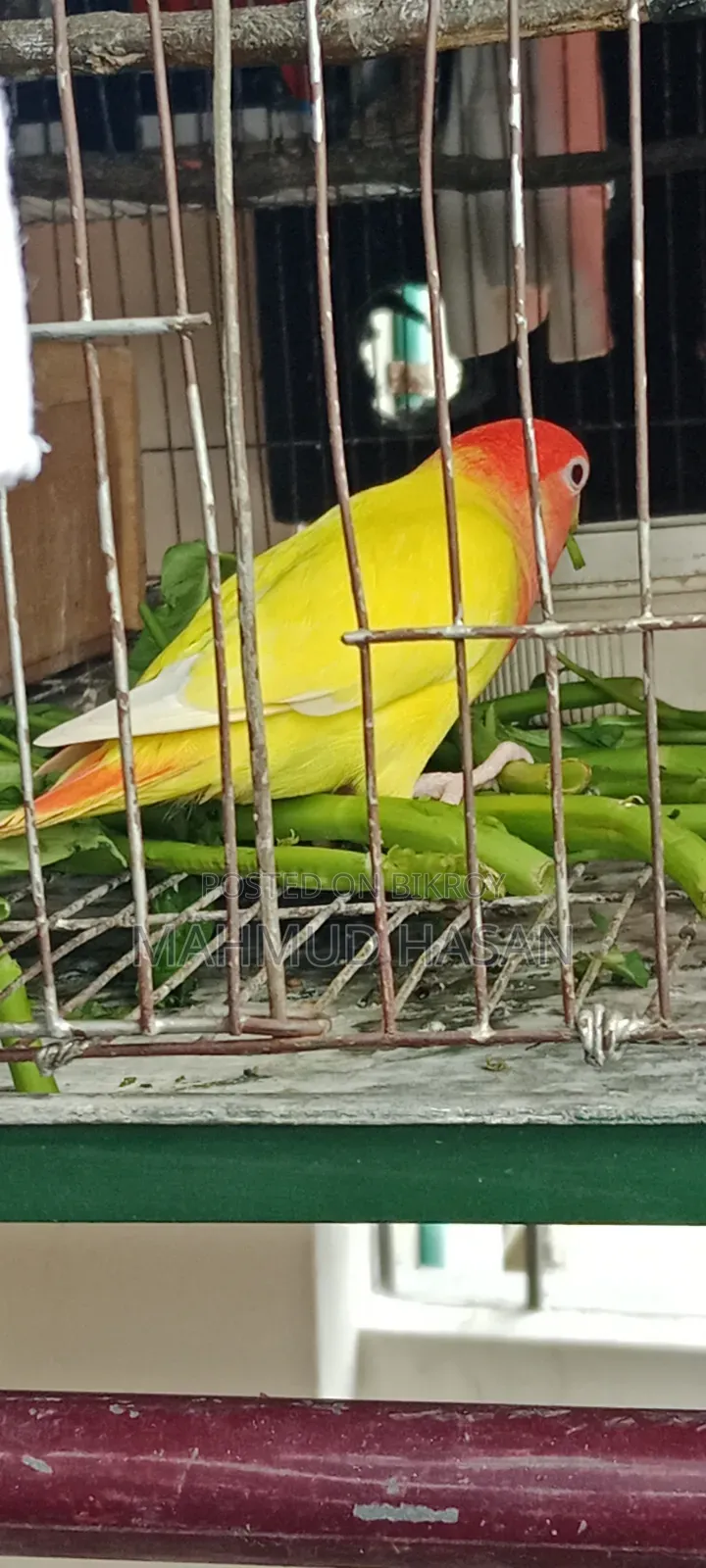 Love Bird Master Pair