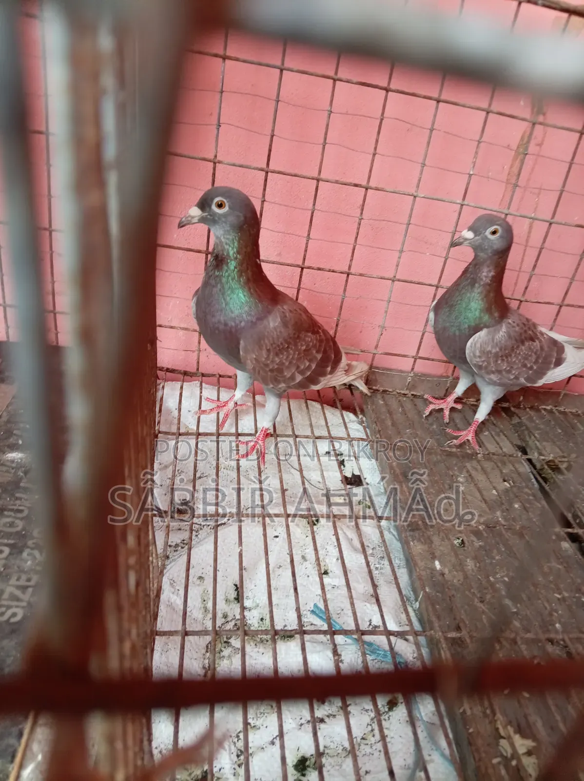 Pigeons for sale.