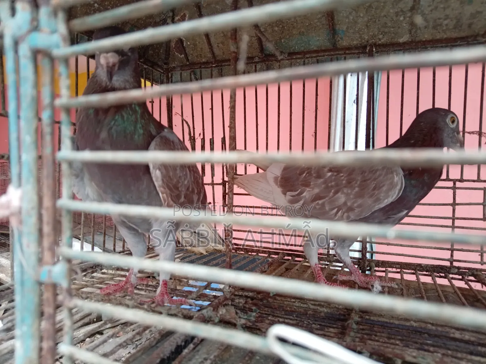 Pigeons for sale.