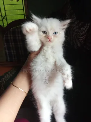 1-3 months Female Purebred Persian