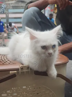 ১-৩ মাস বয়সী নারী বিশুদ্ধ পার্সিয়ান বিড়াল