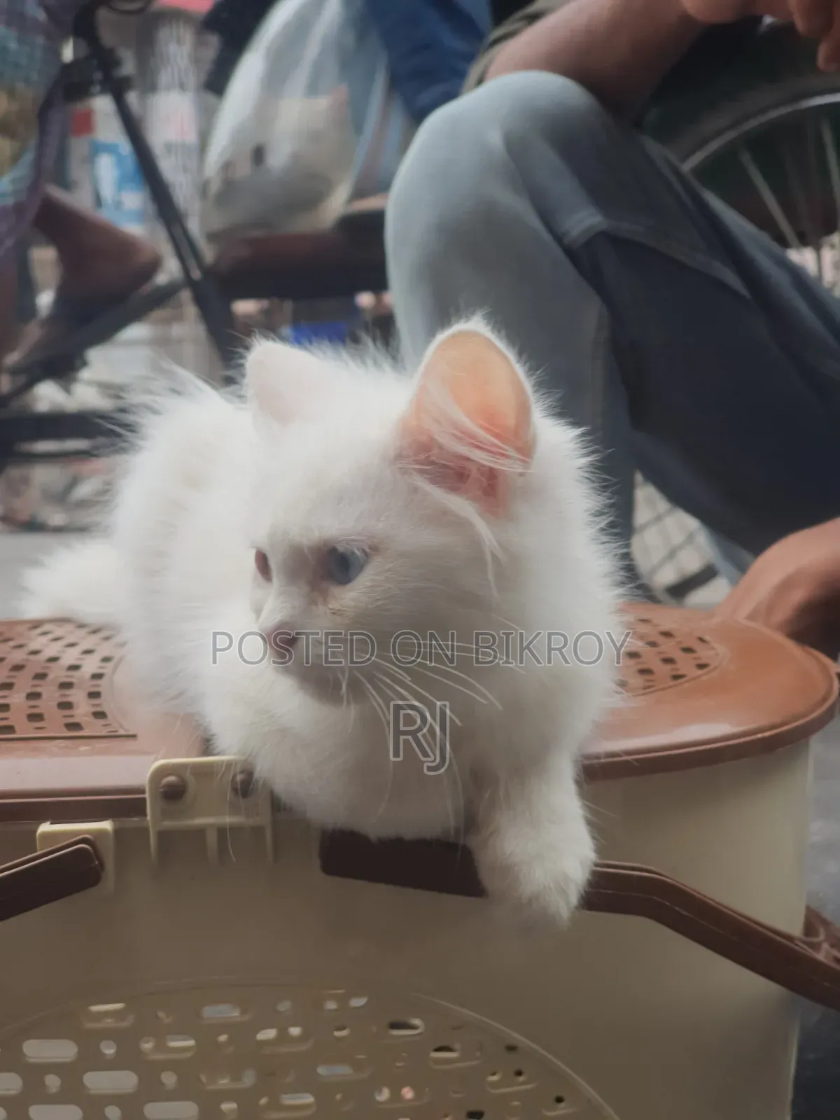 ১-৩ মাস বয়সী নারী বিশুদ্ধ পার্সিয়ান বিড়াল