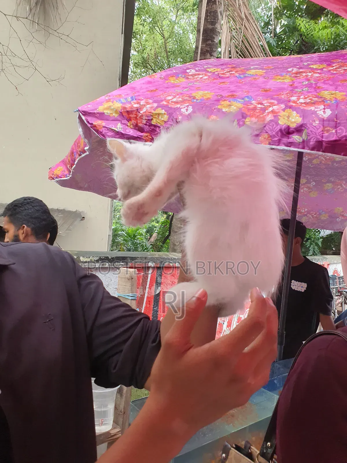 ১-৩ মাস বয়সী নারী বিশুদ্ধ পার্সিয়ান বিড়াল
