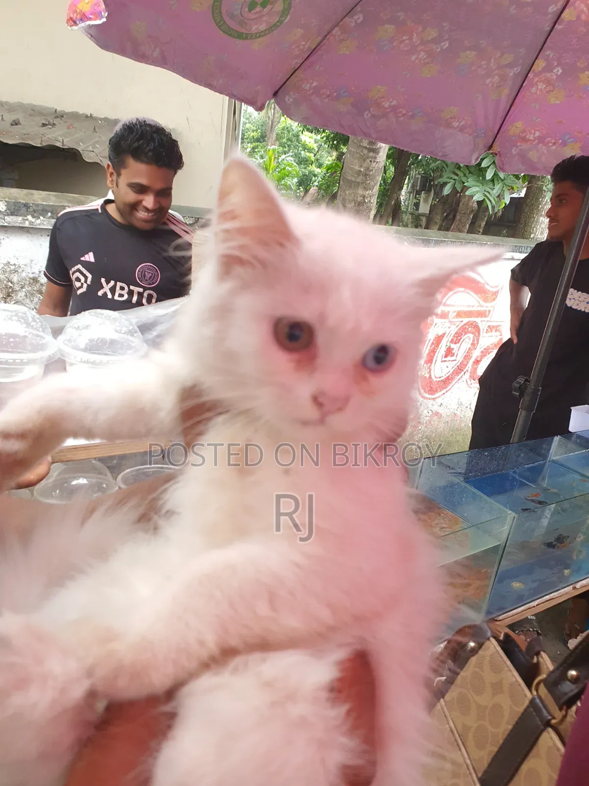 ১-৩ মাস বয়সী নারী বিশুদ্ধ পার্সিয়ান বিড়াল