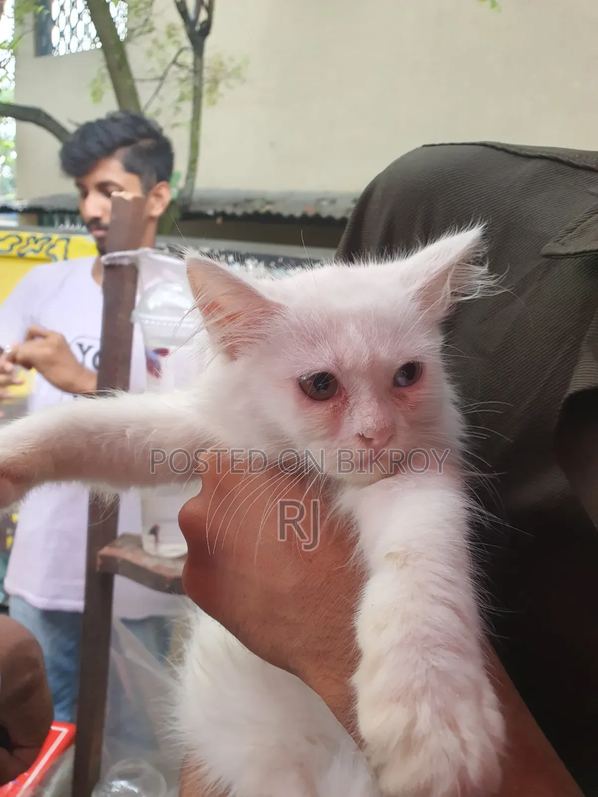 ১-৩ মাস বয়সী নারী বিশুদ্ধ পার্সিয়ান বিড়াল