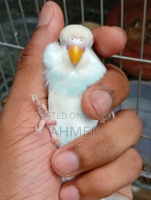 Small Budgie Bird
