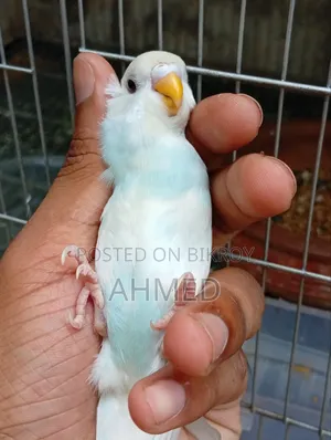 Small Budgie Bird