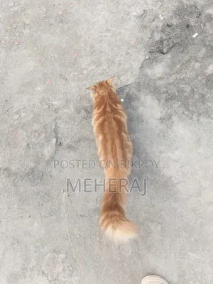 3-6 months Male Mixed Breed Persian