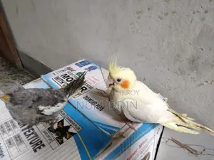 Cockatiel Baby Tame Size