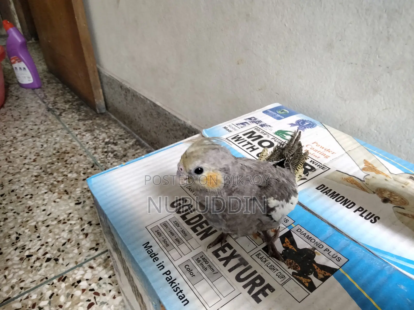 Cockatiel Baby Tame Size