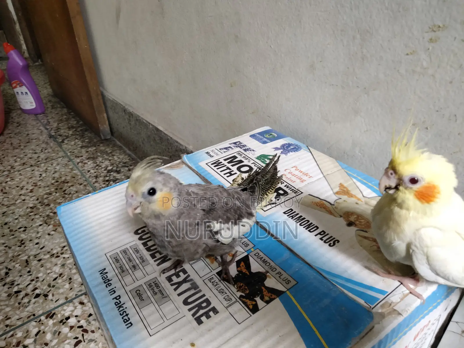 Cockatiel Baby Tame Size