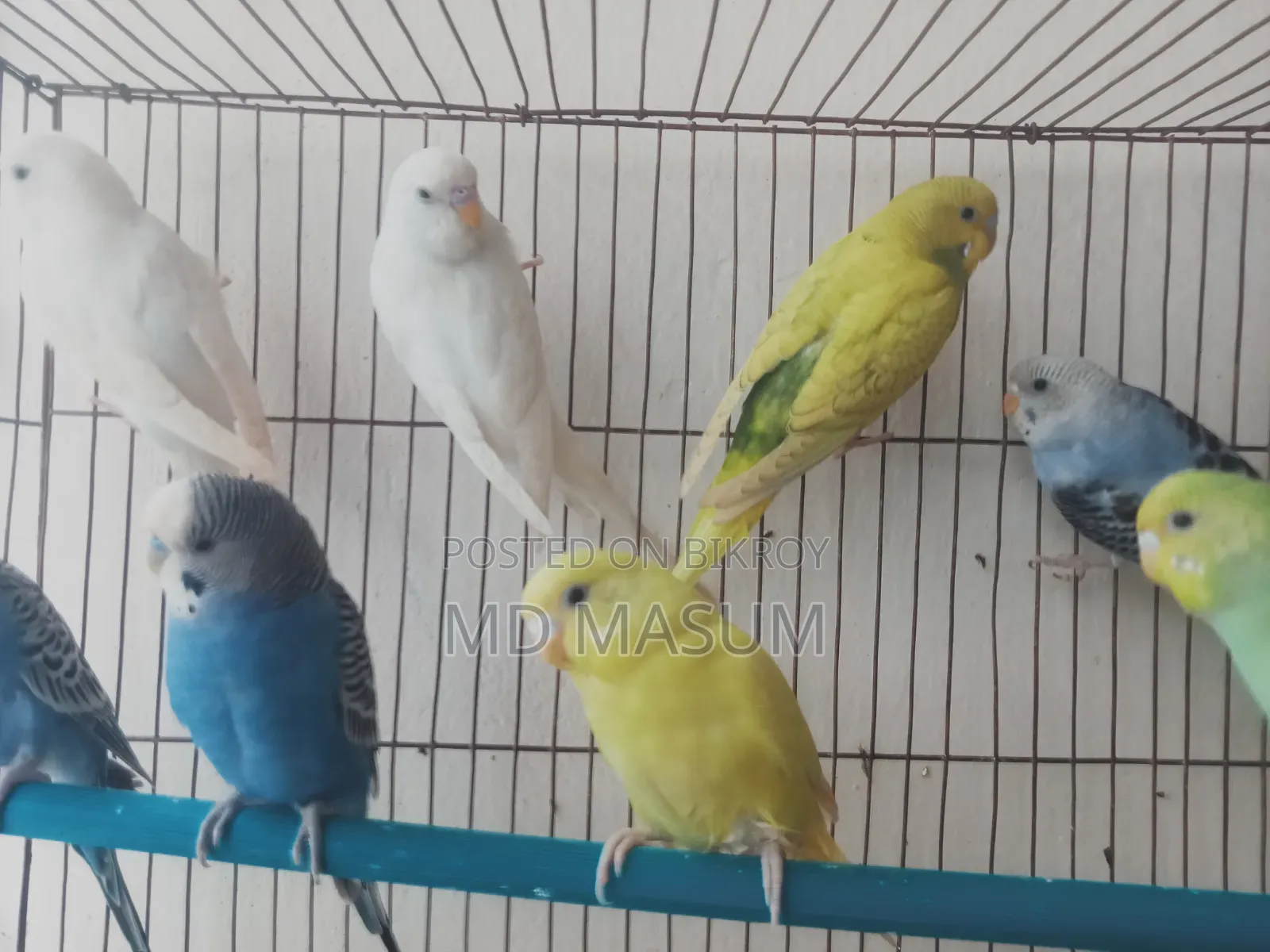 Beautiful Healthy Strong Bird, Selling Because I Cannot Give Time