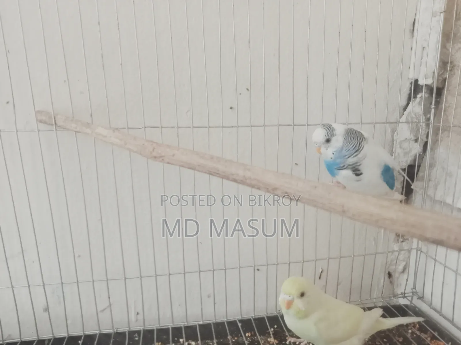 Beautiful Healthy Strong Bird, Selling Because I Cannot Give Time