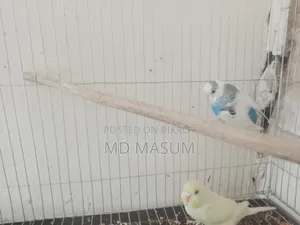 Beautiful Healthy Strong Bird, Selling Because I Cannot Give Time