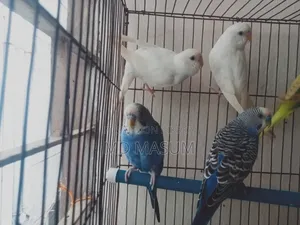Beautiful Healthy Strong Bird, Selling Because I Cannot Give Time