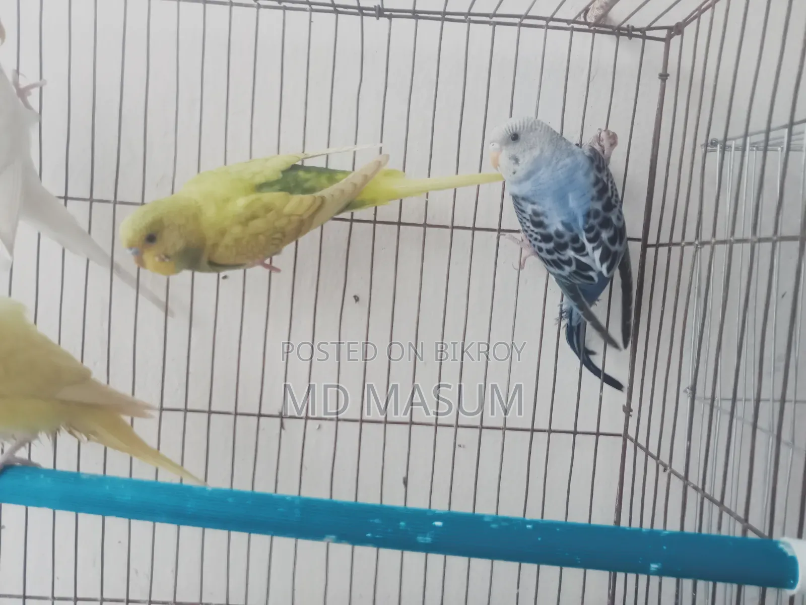 Beautiful Healthy Strong Bird, Selling Because I Cannot Give Time