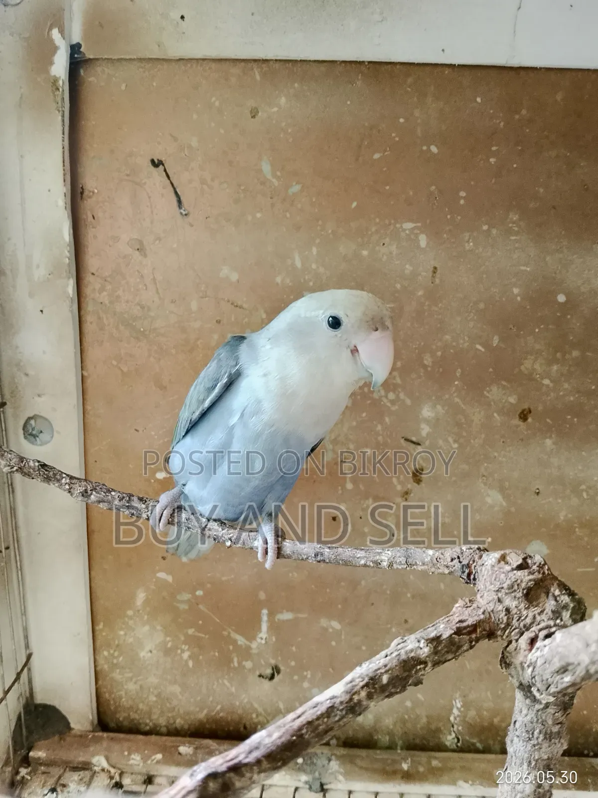 Violet Love Bird (Female)