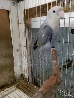 Violet Love Bird (Female)