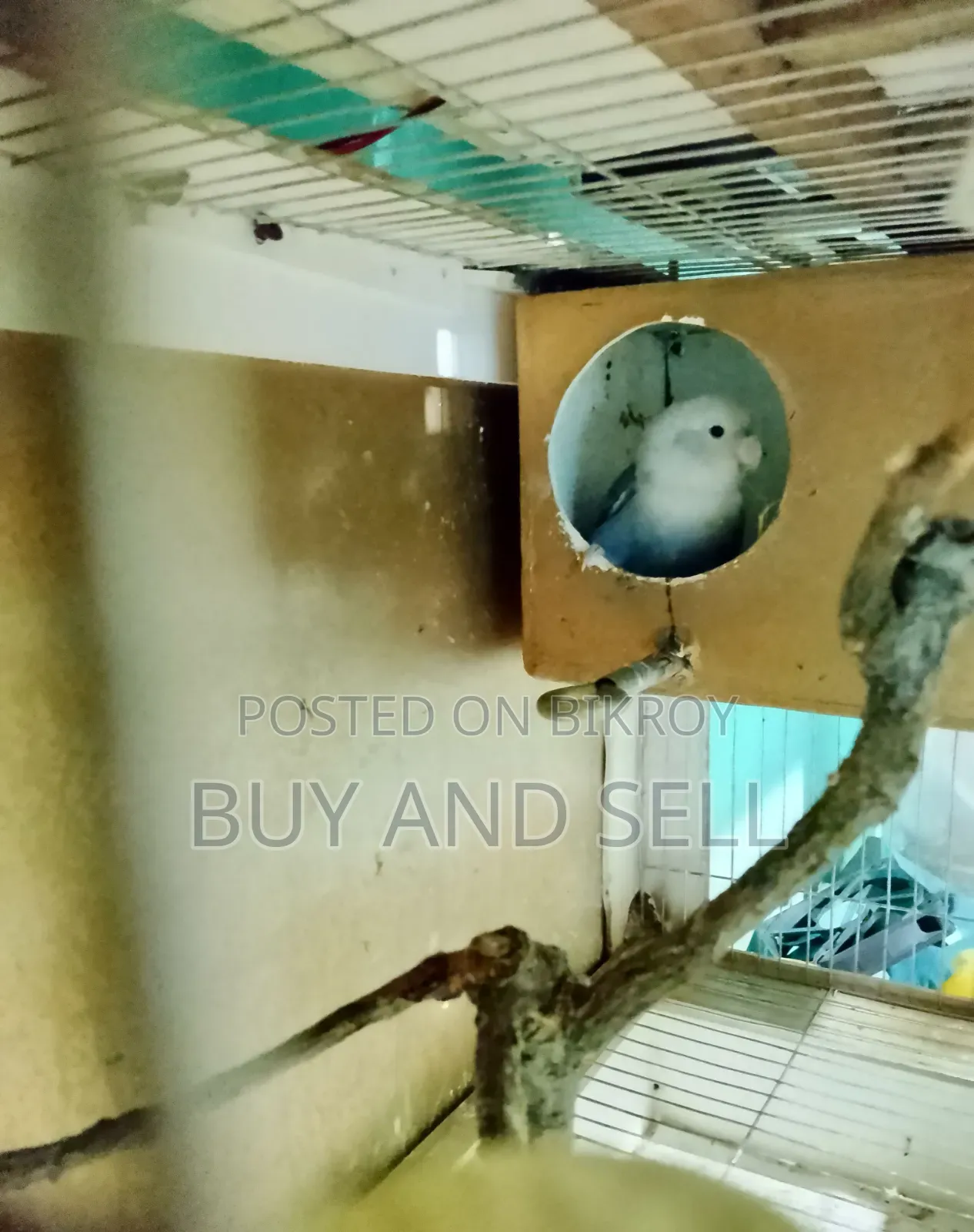 Violet Love Bird (Female)