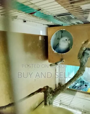 Violet Love Bird (Female)