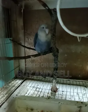 Violet Love Bird (Female)