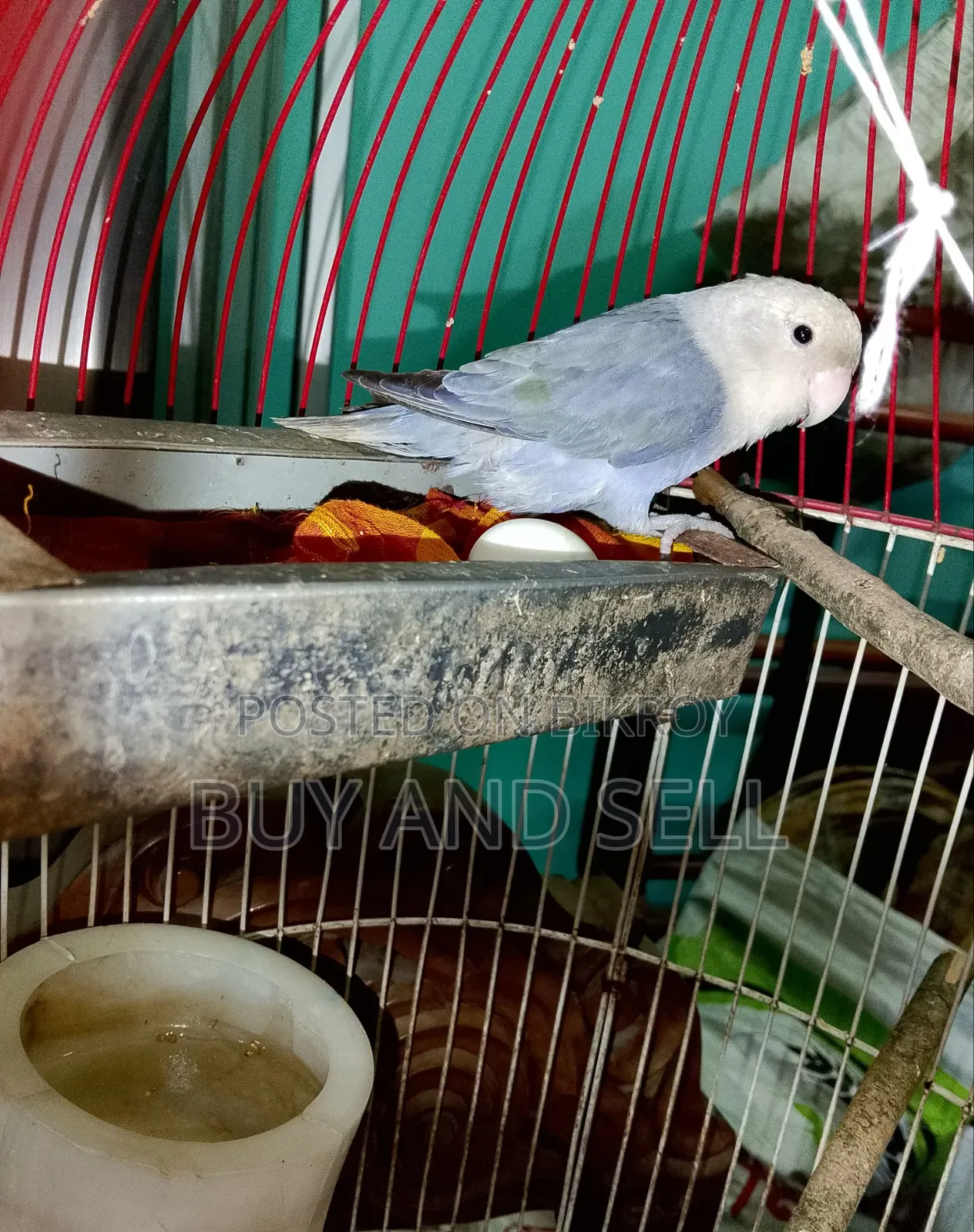 Violet Love Bird (Female)