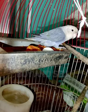 Violet Love Bird (Female)