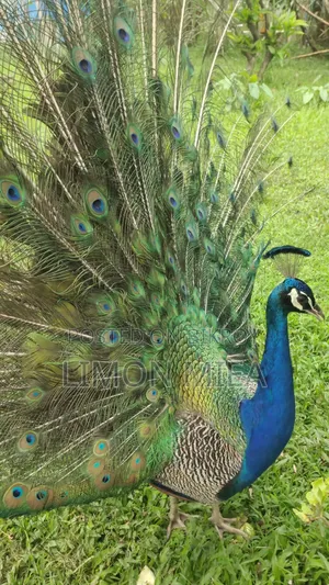 ময়ূর বিক্রি