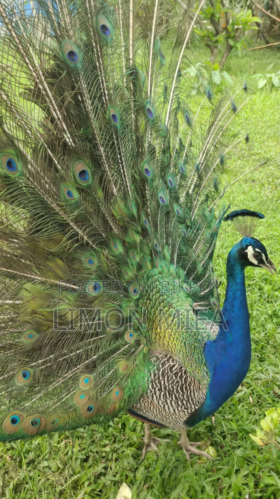 ময়ূর বিক্রি