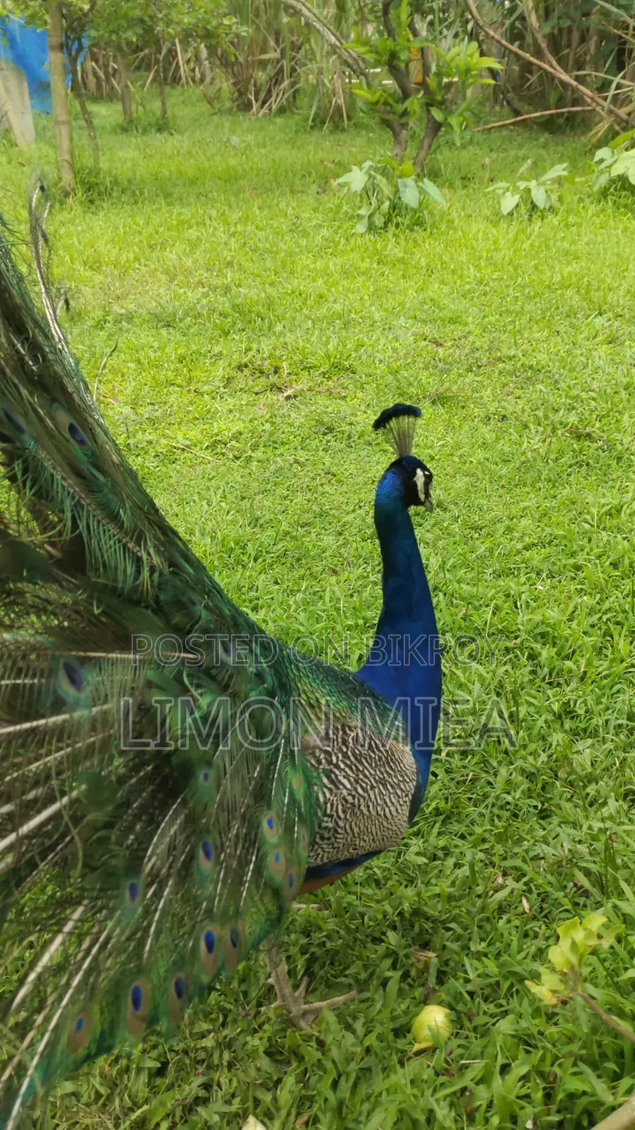 ময়ূর বিক্রি