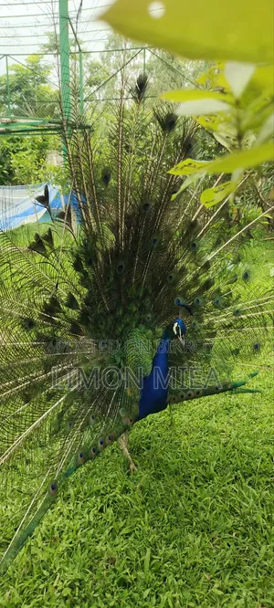 ময়ূর বিক্রি
