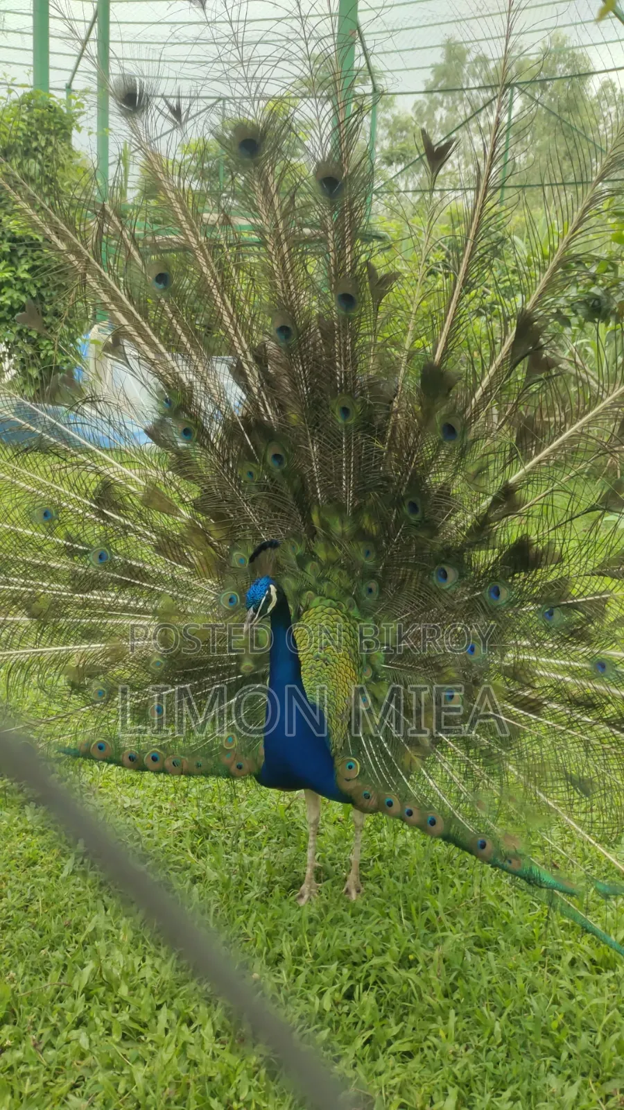 ময়ূর বিক্রি