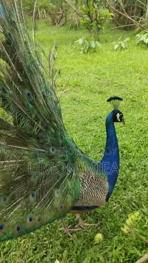 ময়ূর বিক্রি