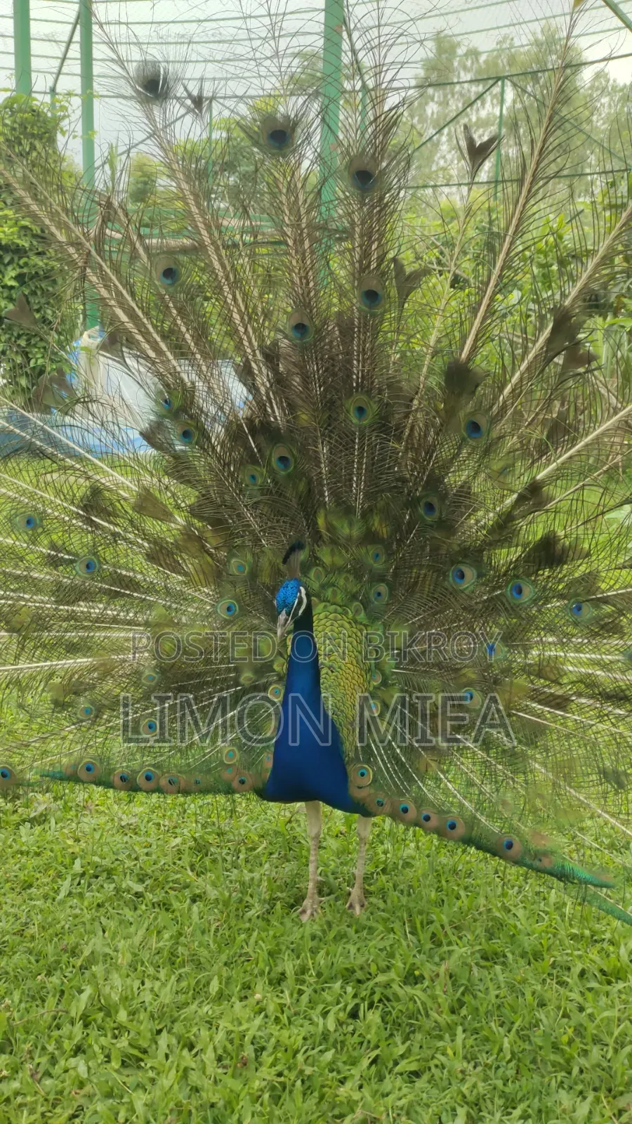 ময়ূর বিক্রি