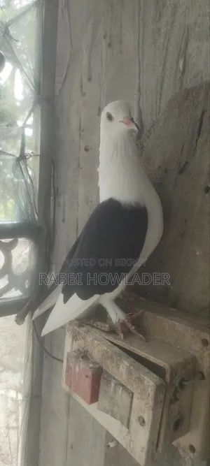 Cila Pigeon